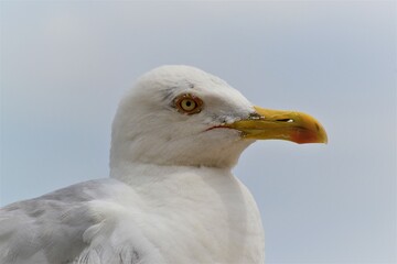 Seagull closeup