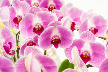 Obraz na płótnie Canvas Flowers beautiful purple orchid phalaenopsis.