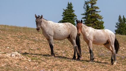 Blue and Red Roan wild horses in the mountains in United States