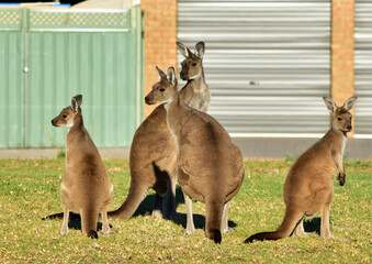 Kangaroos living n the suburbs