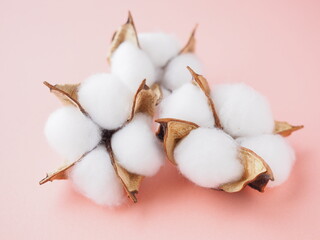 コットンフラワー