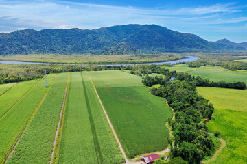 Deeral south of Cairns. Aerial views sugarcane - obrazy, fototapety, plakaty