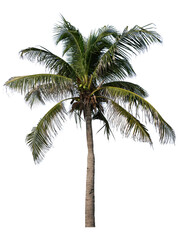 Fototapeta na wymiar coconut tree on white
