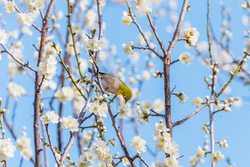 梅の花の蜜を吸うメジロ