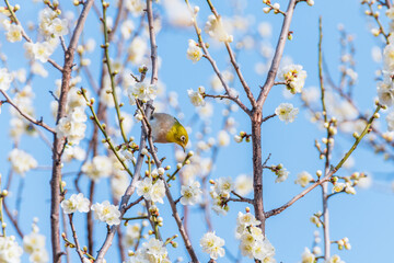 白い梅の花とメジロ