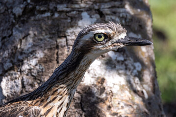 Bush Stone Curlew Thick Knee in Australia