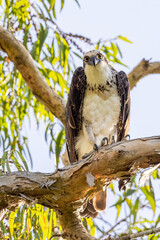 Eastern Osprey in Queensland Australia