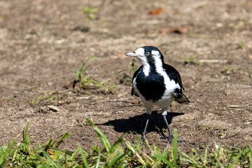 Magpie Lark in Queensland Australia