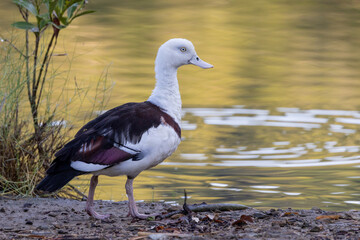 Radjah Shelduck in Queensland Australia