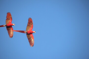 Fototapeta na wymiar Magical Scartlet Macaws - Red Lapas - in flight Guacamayas in Costa Rica.