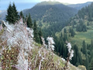 Mountains. Kazakhstan. Green nature.