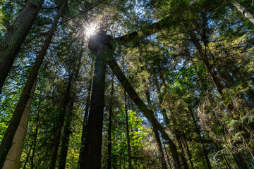 trees in the forest