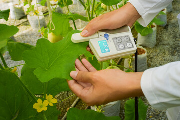Demonstration of using a melon leaf chlorophyll meter