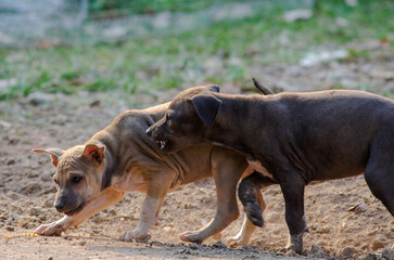 Young dogs, cute dogs, running and having fun
