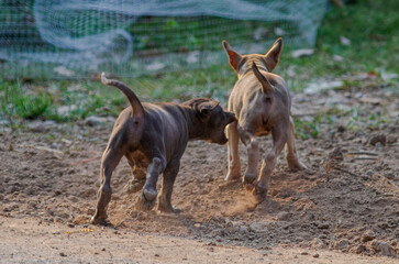 Young dogs, cute dogs, running and having fun