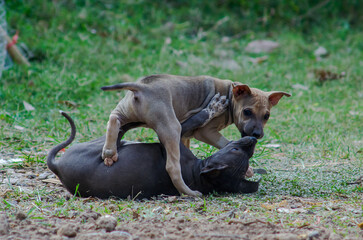 Young dogs, cute dogs, running and having fun