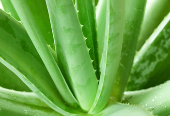 Selective focus spike of Aloe Vera nature herb and good for skin