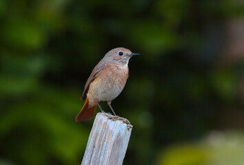 The redstart bird sits on a stick.