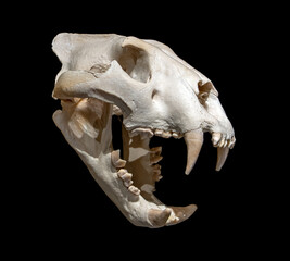 The skull of the lion - Panthera leo, isolated on a black background. - obrazy, fototapety, plakaty