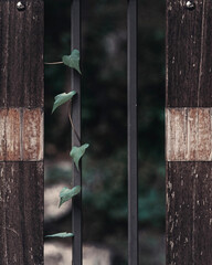 rusty metal and wooden fence with climbing plant