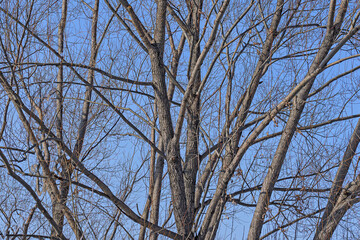 Trees without leaves on a blue sky background on a sunny day