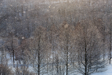 北海道恵庭市、雪がしんしんと降る冬の森【1月】