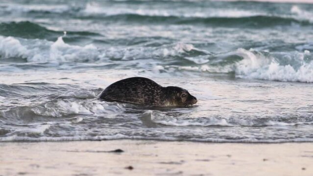 Common Seal, Phoca Vitulina, In Shallow Tidewater Moving To Beach