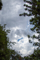 Obraz na płótnie Canvas Storm clouds edged by silhouetted tree branches