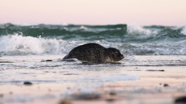 Common Seal, Phoca Vitulina, In Shallow Tidewater Moving To Beach