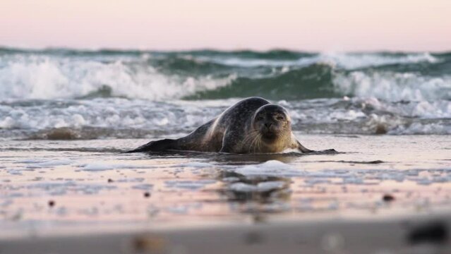 Common Seal, Phoca Vitulina,  Moving On Beach In Surf