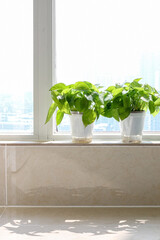 Two healthy green Epipremnum aureum houseplants (also known as Golden Pothos) bathing in sunlight by window of high up apartment, plants’ shadow cast on tiled marble flooring