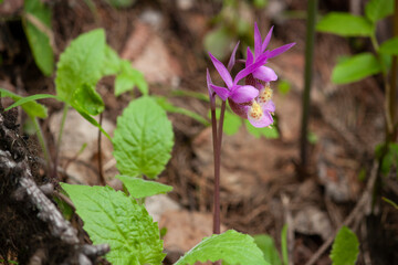 Fairy Slipper