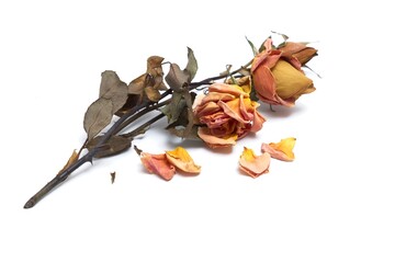 Dried out roses on a white background