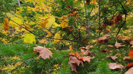 Superior Lake - Upper Peninsula Michigan