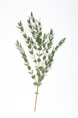 Eucalyptus branch with fresh leaves isolated on white, top view