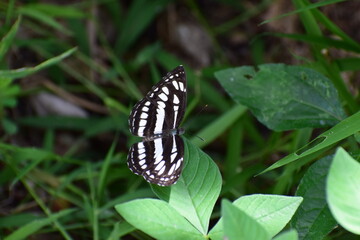 black striped butterfly in nature 