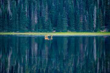 Fototapeta na wymiar deer on lake