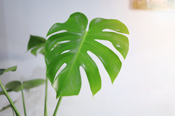 Monstera leaves in the white room and white wall