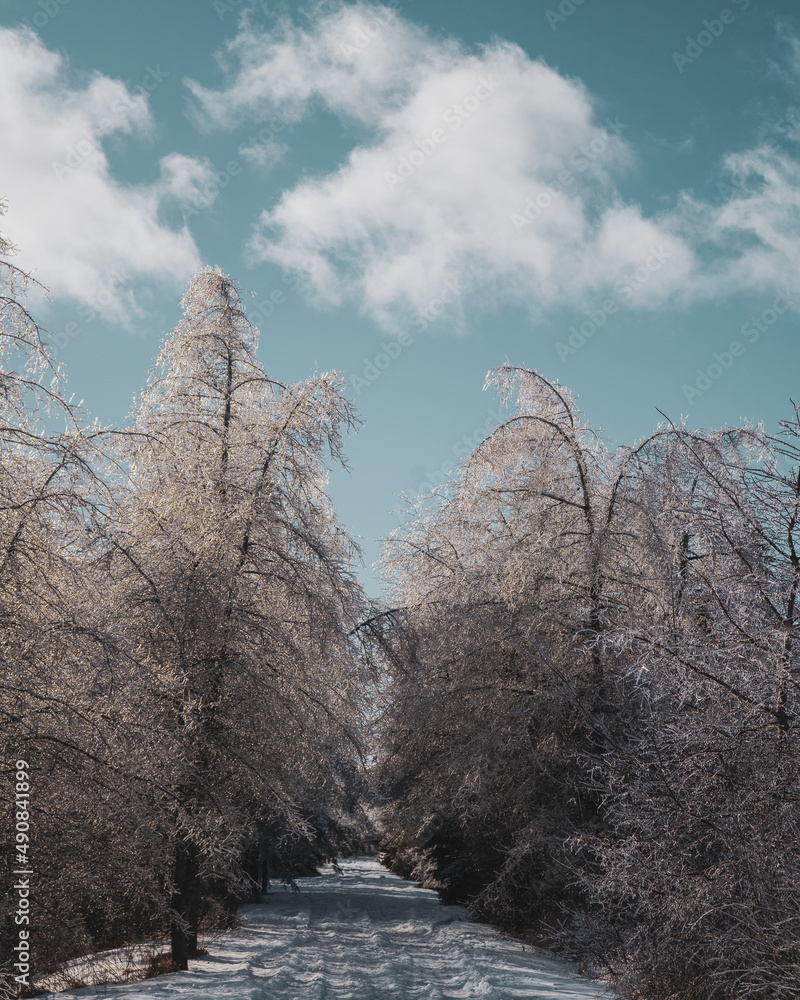 Poster vertical shot of a path in the forest surrounded by tall trees on cloudy sky background