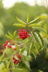 .Flowers and vegetation.