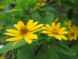 yellow flowers in the garden