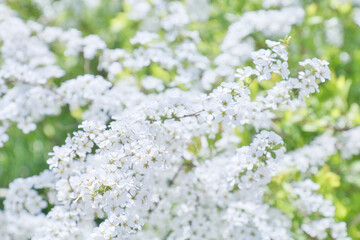 真っ白な可愛らしい雪柳｜グリーン背景