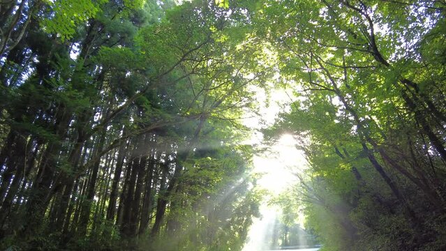 眩い朝日を浴びながら新緑の中を散歩