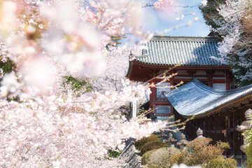 回廊を埋め尽くす美しい桜｜吉備津神社