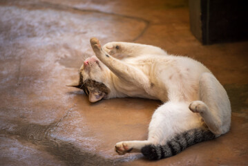 Cat sleeping and dreaming