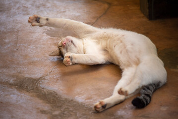Fototapeta na wymiar Cat sleeping and dreaming