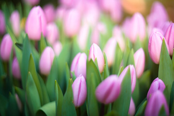 Beautiful meadow of pink tulips. Selective focus. FLOWER SPRING BACKGROUND
