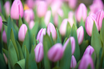 Beautiful meadow of pink tulips. Selective focus. FLOWER SPRING BACKGROUND