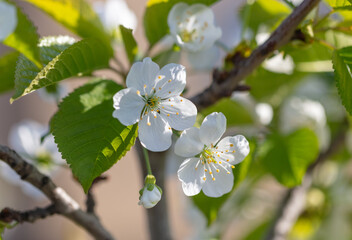 Flowers on the cherry tree.