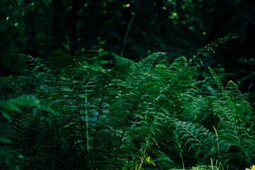 Large fern leaves in a dark forest. Moody atmosphere, fresh green growth in a grove, spooky woodland view. Selective focus on the details, blurred background.